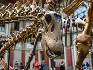 Berlin: Natural History Museum Audio Tour