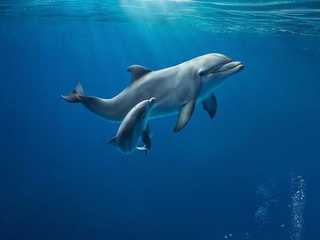 Aquarium of Genoa: Skip The Line Ticket