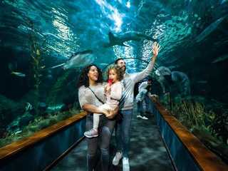 Loro Parque: Entry Ticket
