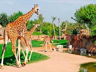 Bioparc Valencia: Fast Track Ticket