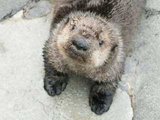 Vancouver Aquarium: Entry Ticket