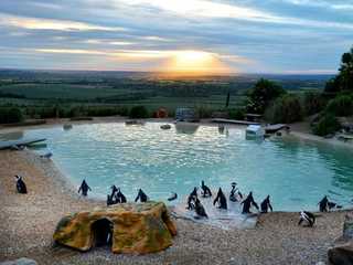 ZSL Whipsnade Zoo: Entry Ticket
