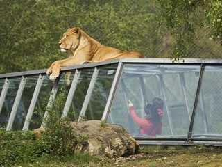 Safari Thoiry: Entry Ticket