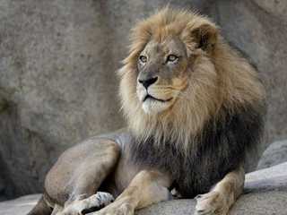 Zoo Atlanta: Entry Ticket