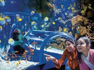 Poema del Mar - Aquarium Gran Canaria: Skip The Line Ticket