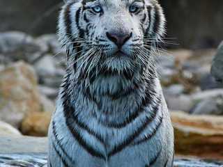 Barben Animal Park: Entry Ticket