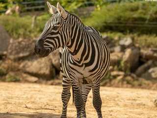 Colchester Zoo: Entry Ticket
