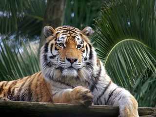 Lisbon Zoo: Fast Track Ticket