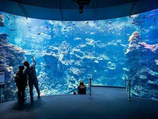 California Academy of Sciences: Entry Ticket