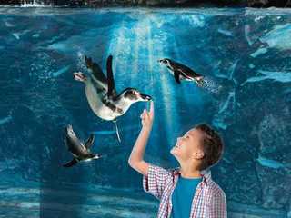Aquarium of Cattolica: Fast Track Ticket