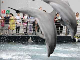 Aquarium of Genoa: Entry Ticket + Lunch