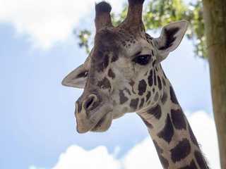 Central Florida Zoo & Botanical Gardens: Skip The Line Ticket