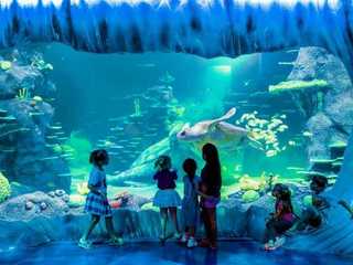 SEA LIFE Sydney Aquarium: Entry Ticket