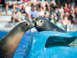 Marineland Mallorca: Skip The Line Ticket