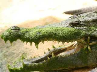 La Ferme aux Crocodiles: Entry Ticket