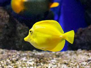 Oniria Aquarium: Entry Ticket