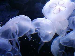 Aquarium of the Bay: Entry Ticket