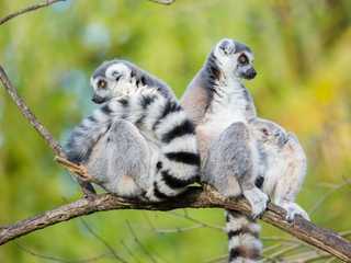Woodland Park Zoo: Skip The Line Ticket