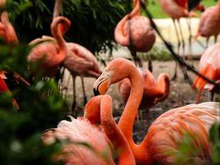 Flamingo Gardens: Skip The Line Ticket