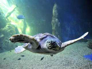 Aquarium of Cala Gonone: Entry Ticket