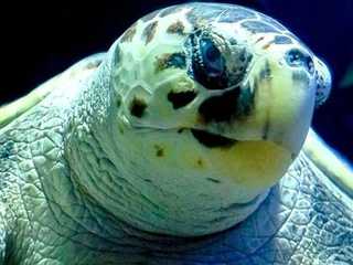 Lanzarote Aquarium: Skip The Line Ticket