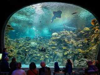 Seattle Aquarium: Entry Ticket