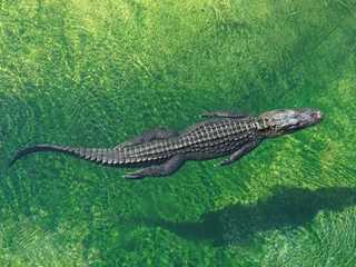 Everglades: 40-Minute Airboat Ride & Animal Sanctuary Admission