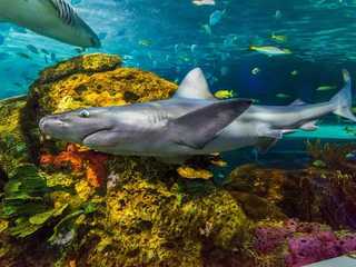 Ripley's Aquarium of Canada: Entry Ticket