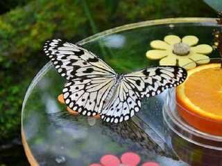 Dubai Butterfly Garden: Entry Ticket
