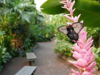 Victoria Butterfly Gardens: Entry Ticket