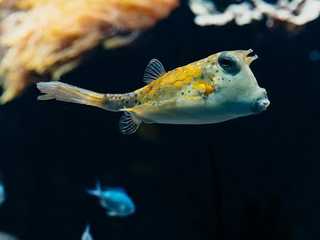 Aquarium du Grand Lyon: Entry Ticket