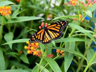 Niagara Falls Butterfly Conservatory: Entry Ticket