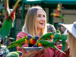 Currumbin Wildlife Sanctuary: Entry Ticket