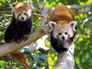 Loro Parque: Entry Ticket + Transport