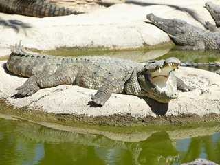 Crocodile Park Torremolinos: Entry Ticket