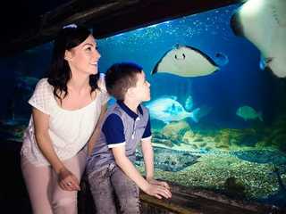 SEA LIFE Blankenberge: Entry Ticket