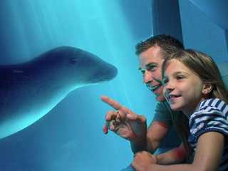SEA LIFE Sunshine Coast: Entry Ticket