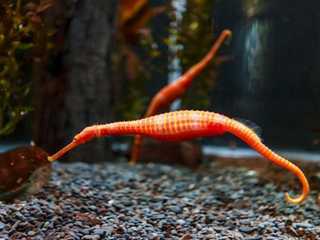SEA LIFE Kelly Tarlton's Aquarium: Skip The Line Ticket