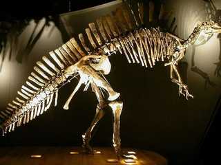 Natural History Museum (Museo di Storia Naturale): Entry ticket