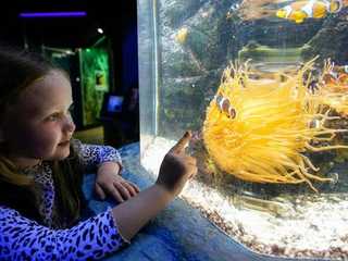 SEA LIFE Great Yarmouth: Entry Ticket