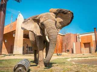 Toledo Zoo & Aquarium: Entry Ticket