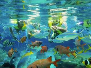 Adventure Cove Waterpark™: Entry Ticket