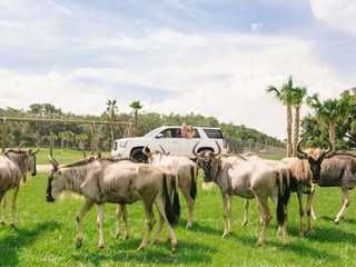 Wild Florida Drive-Thru Safari Park Admission