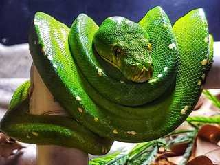 Franklin Drive Thru Safari: Entry Ticket