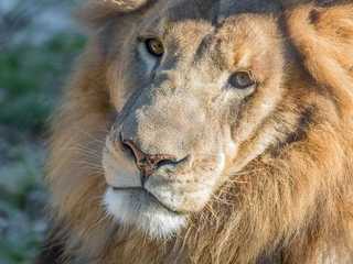 Austin Zoo: Skip The Line Ticket