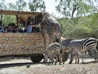 Out of Africa Wildlife Park: Entry Ticket