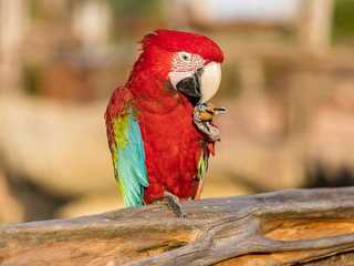 Parrot World: Day Ticket