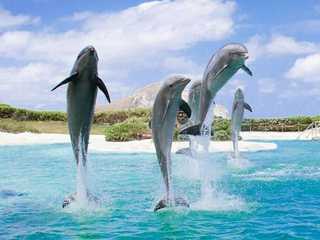 Sea Life Park Hawaii: Entry Ticket