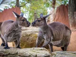 WILD LIFE Sydney Zoo: Entry Ticket