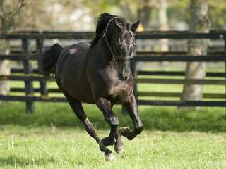 Irish National Stud & Gardens: Entry Ticket